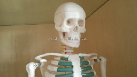 Xincheng XC-102A 85cm PVC Human Anatomy Skeleton with Spinal Nerves for Medical Teaching