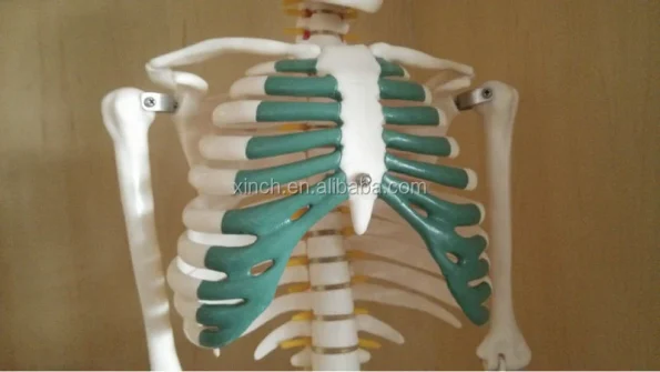 Xincheng XC-102A 85cm PVC Human Anatomy Skeleton with Spinal Nerves for Medical Teaching