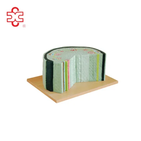 Xincheng XC-706 PVC Dicot Stem Leaf Structure Plant Model