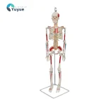 YUYUE YY-SLM1 85cm PVC Human Skeleton Model with Half-Body Muscle Origins and Insertions for Medical Science in Hospitals
