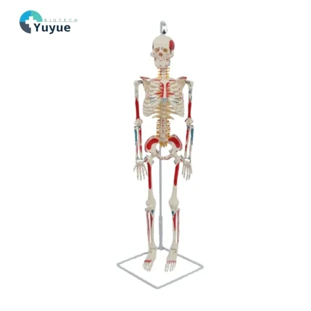 YUYUE YY-SLM1 85cm PVC Human Skeleton Model with Half-Body Muscle Origins and Insertions for Medical Science in Hospitals