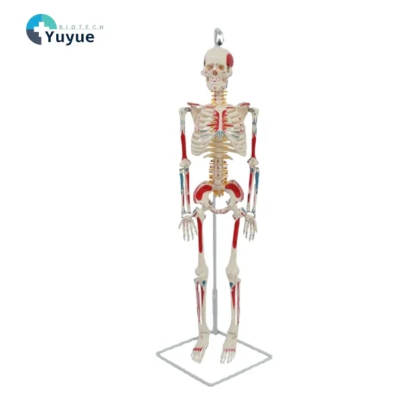 YUYUE YY-SLM1 85cm PVC Human Skeleton Model with Half-Body Muscle Origins and Insertions for Medical Science in Hospitals