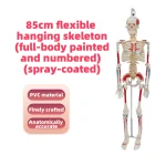 YUYUE YY-SLM1 85cm PVC Human Skeleton Model with Half-Body Muscle Origins and Insertions for Medical Science in Hospitals