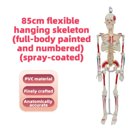 YUYUE YY-SLM1 85cm PVC Human Skeleton Model with Half-Body Muscle Origins and Insertions for Medical Science in Hospitals
