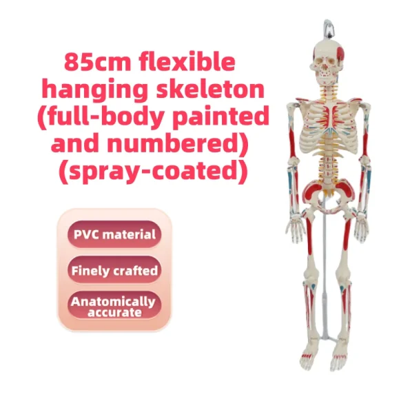 YUYUE YY-SLM1 85cm PVC Human Skeleton Model with Half-Body Muscle Origins and Insertions for Medical Science in Hospitals
