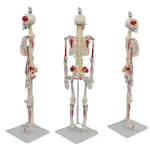 YUYUE YY-SLM1 85cm PVC Human Skeleton Model with Half-Body Muscle Origins and Insertions for Medical Science in Hospitals