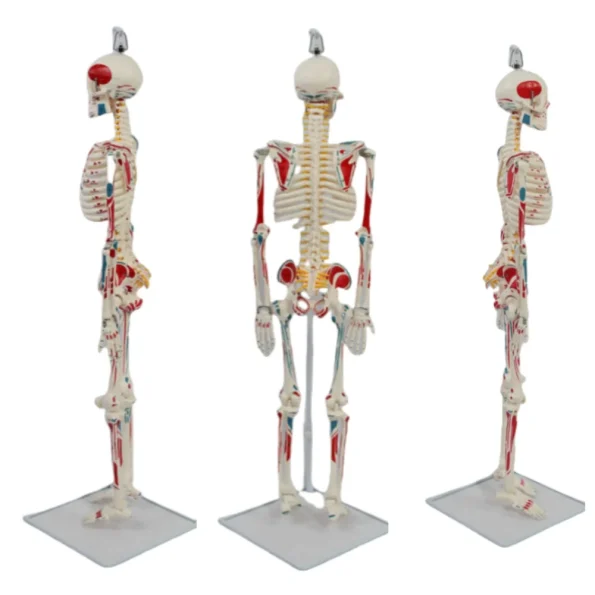 YUYUE YY-SLM1 85cm PVC Human Skeleton Model with Half-Body Muscle Origins and Insertions for Medical Science in Hospitals