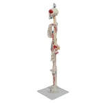 YUYUE YY-SLM1 85cm PVC Human Skeleton Model with Half-Body Muscle Origins and Insertions for Medical Science in Hospitals
