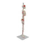 YUYUE YY-SLM1 85cm PVC Human Skeleton Model with Half-Body Muscle Origins and Insertions for Medical Science in Hospitals