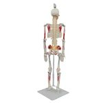 YUYUE YY-SLM1 85cm PVC Human Skeleton Model with Half-Body Muscle Origins and Insertions for Medical Science in Hospitals