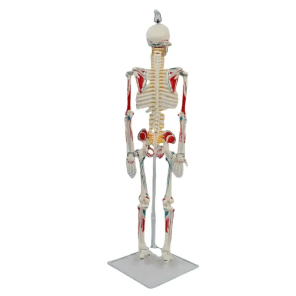 YUYUE YY-SLM1 85cm PVC Human Skeleton Model with Half-Body Muscle Origins and Insertions for Medical Science in Hospitals
